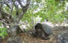 050424_Giant_Tortoise.jpg (179503 bytes)